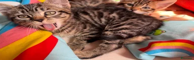 Mixed Breed Kitten 2