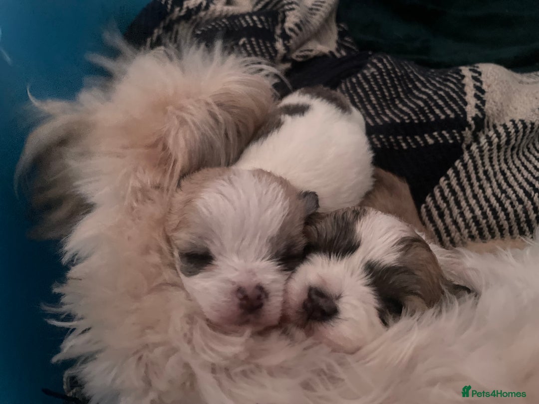 Mixed Breed dogs for sale: Maltese x chihuahua puppies for sale  - Image 1