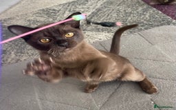 Burmese cats for sale: Lovely Burmese neutered kitten .GCCF registered. - Image 5