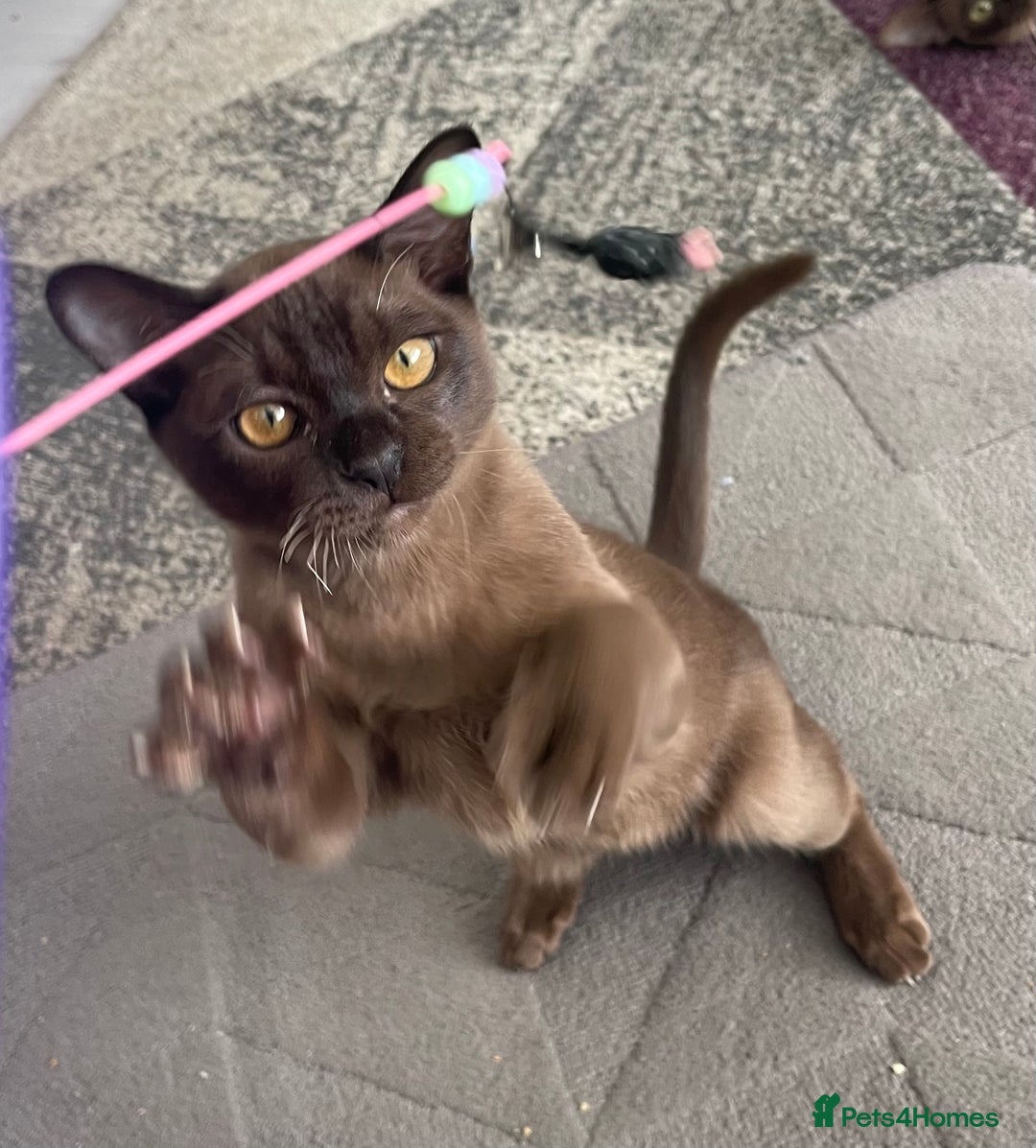 Burmese cats for sale: Lovely Burmese neutered kitten .GCCF registered. - Image 5