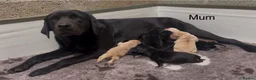 Labrador Retriever dogs for sale: KC Reg Labrador Retriever Puppies Health Tested in Melton Mowbray - Advert 2