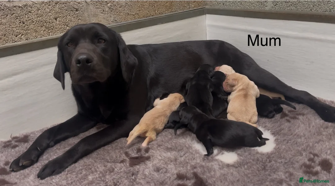 Labrador Retriever dogs for sale: KC Reg Labrador Retriever Puppies Health Tested in Melton Mowbray - Advert 2