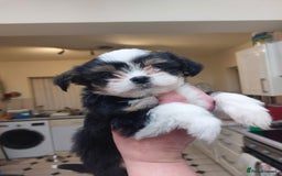 Mixed Breed dogs for sale: Ready to collect  - Advert 14