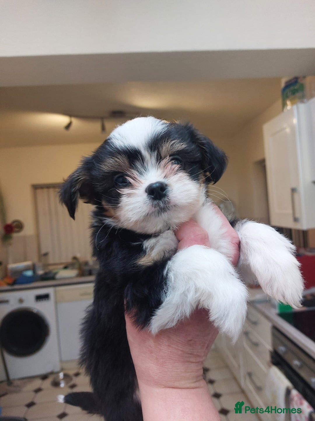 Mixed Breed dogs for sale: Ready to collect  - Advert 14