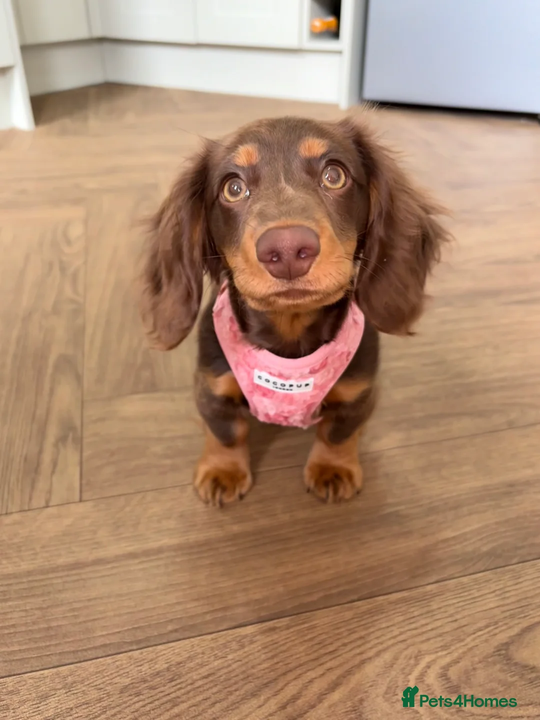 Dachshund dogs for sale: 12 month old female miniature Dachshund  - Advert 1