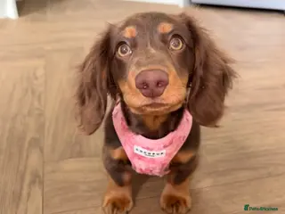 Dachshund dogs 12 month old female miniature Dachshund - Advert 1