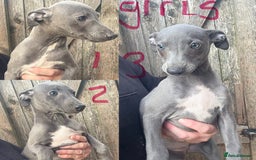 Whippet dogs for sale: Kc reg Beautiful blue whippets ready to leave  - Image 2