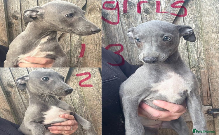 Whippet dogs - Advert 3
