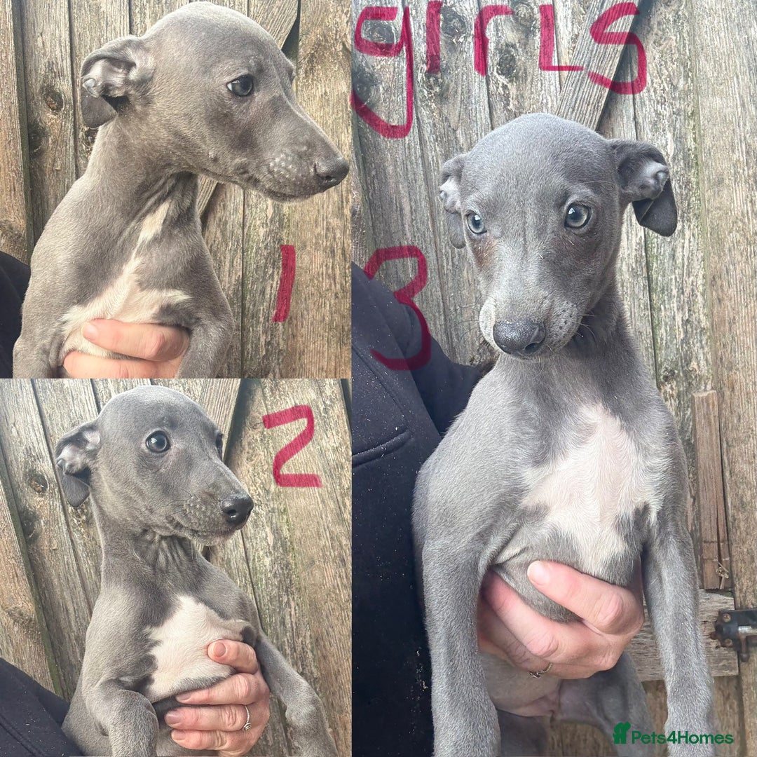 Whippet dogs for sale: Kc reg Beautiful blue whippets ready to leave  - Image 2