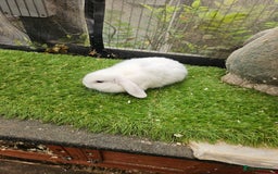 Mini Lop rabbits for sale: Magpie colouring mini lop baby rabbit - Image 4