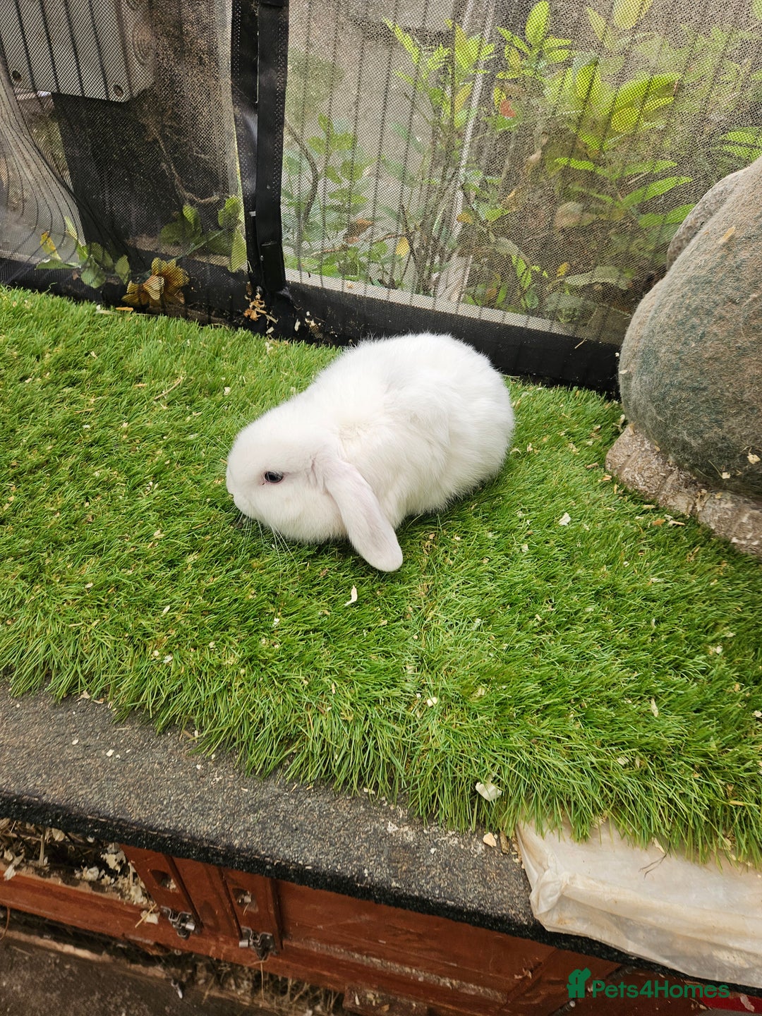 Mini Lop rabbits for sale: Magpie colouring mini lop baby rabbit - Image 4