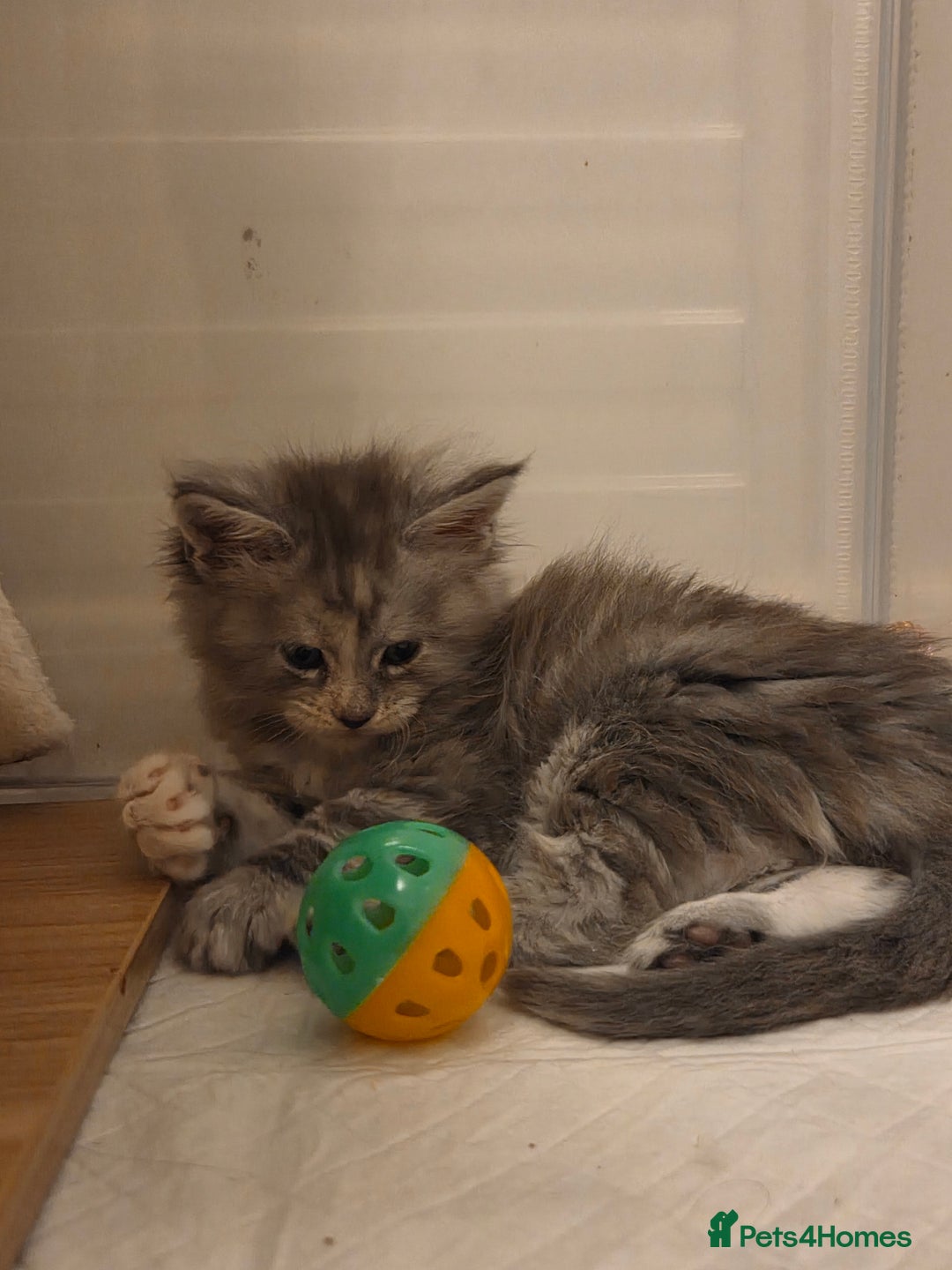 Maine Coon cats for sale: Stunning quality silver Tica Mainecoon kittens  - Advert 13