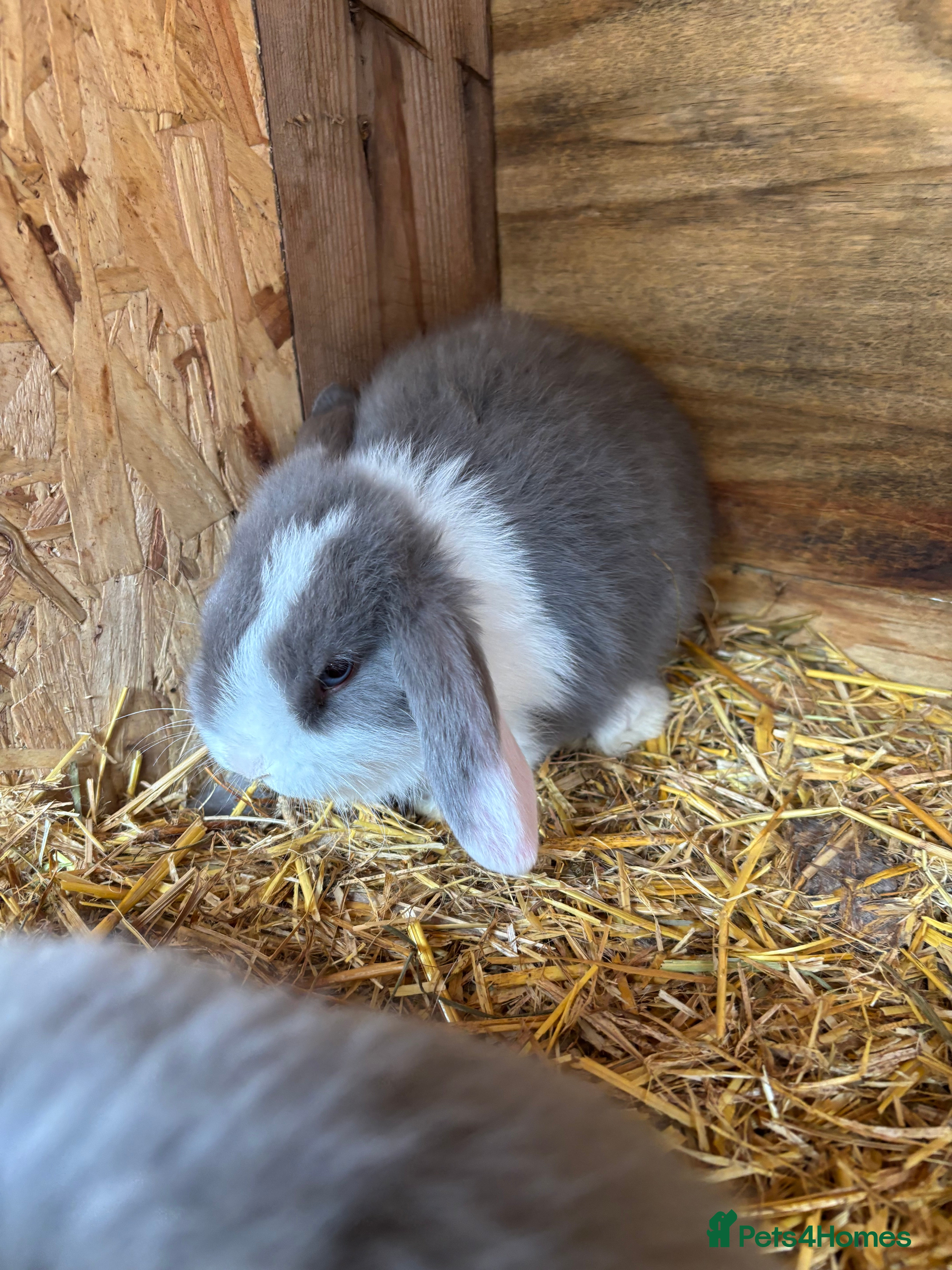 Mini Lop rabbits Pure breed minilop rabbits - Advert 1