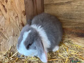 Mini Lop rabbits Pure breed minilop rabbits - Advert 1