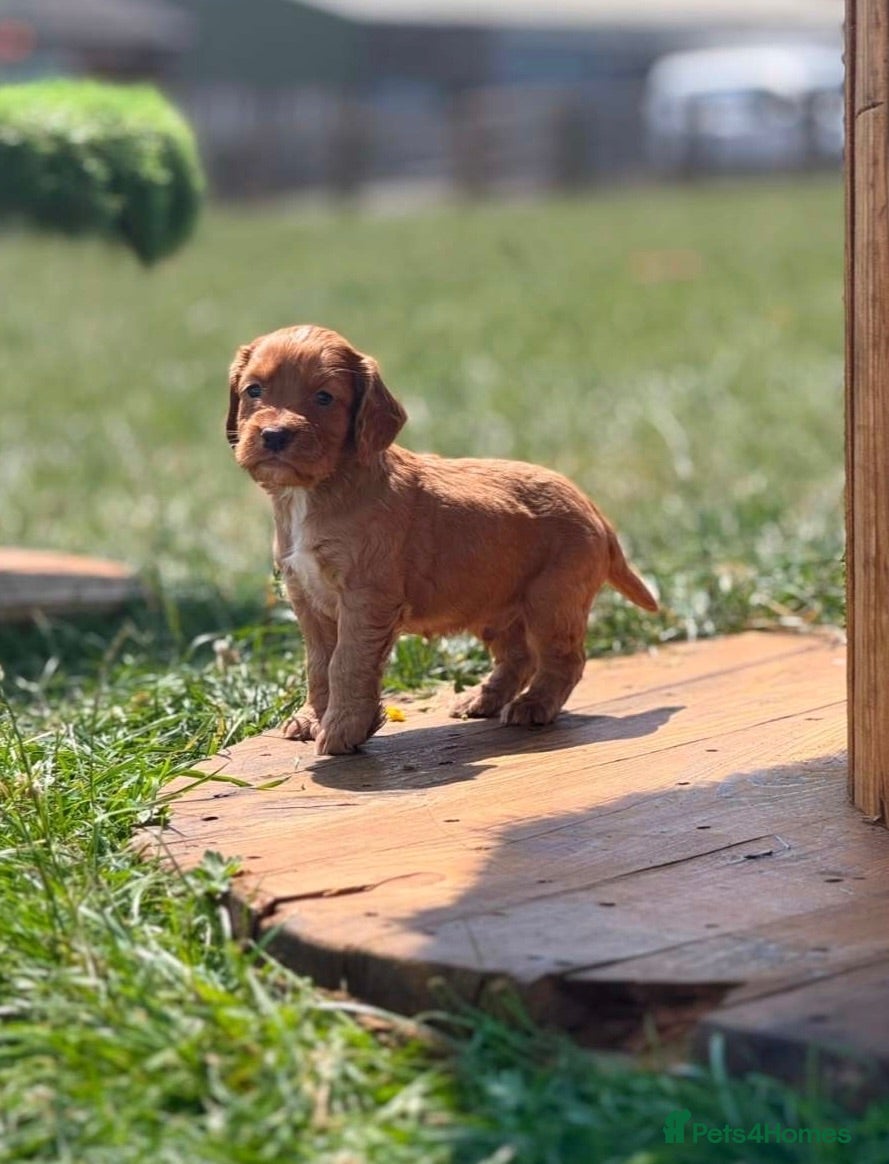 Cocker Spaniel dogs Working cocker spaniel puppies - Advert 1
