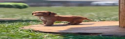 Cocker Spaniel dogs for sale: Working cocker spaniel puppies - Advert 1