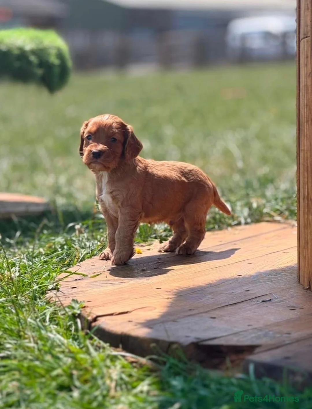 Cocker Spaniel dogs for sale: Working cocker spaniel puppies - Advert 1