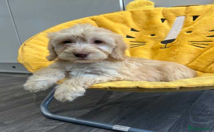 Cockapoo dogs - Advert 3