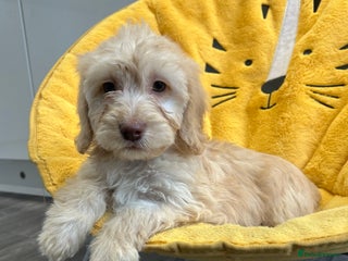 Cockapoo dogs Cockapoo Puppies - Advert 3