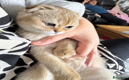 Scottish Fold cats for sale: Stunning Scottish fold golden SOLD!!! - Image 8