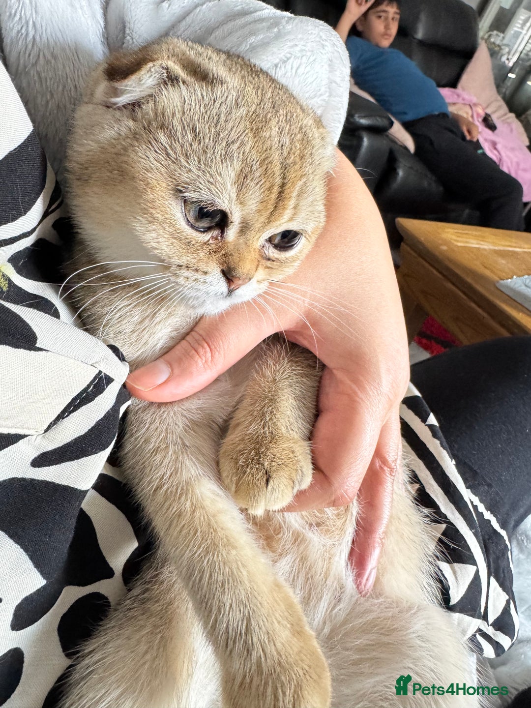 Scottish Fold cats for sale: Stunning Scottish fold golden SOLD!!! - Image 8