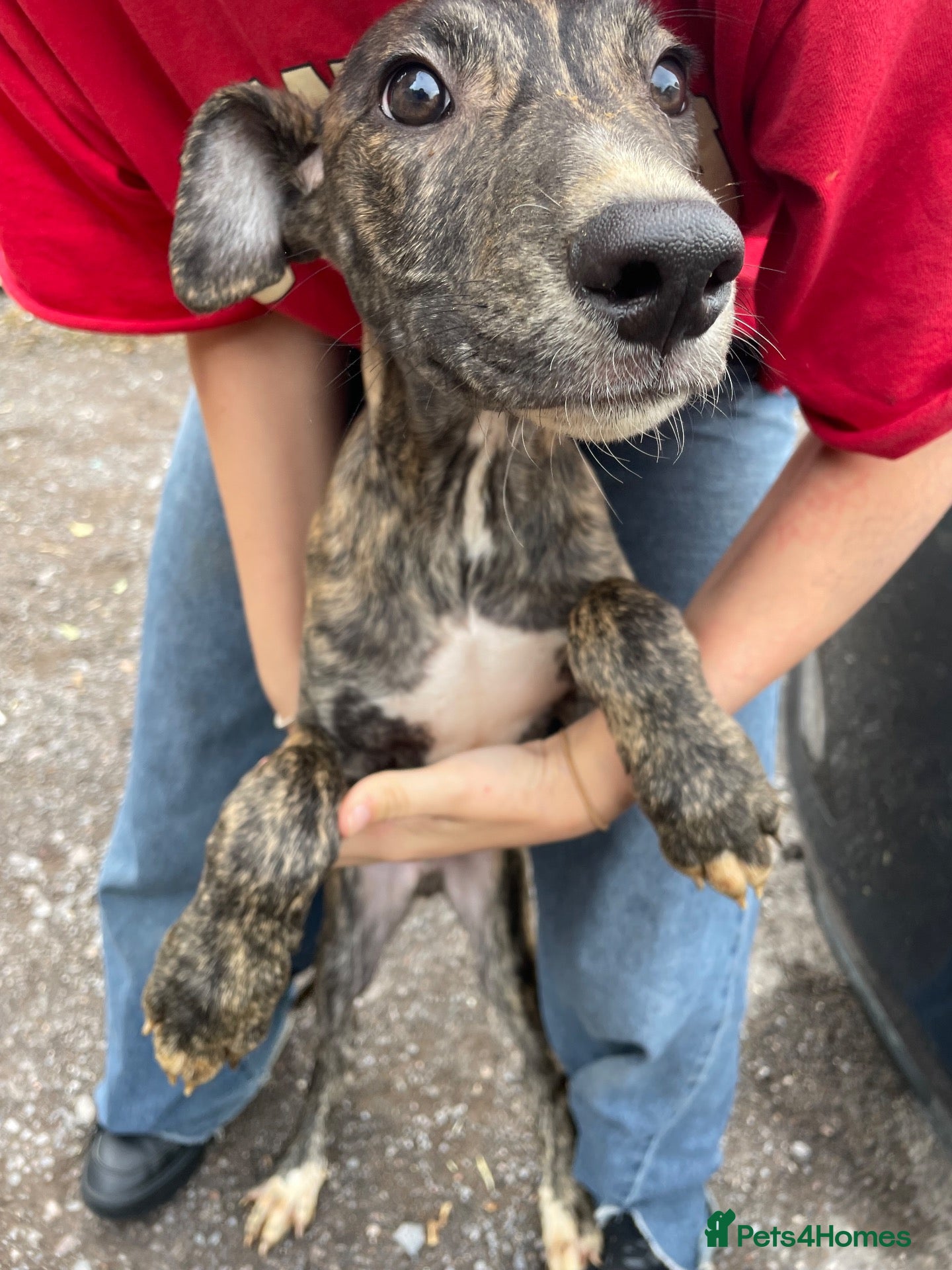 Lurcher dogs Beautiful Brindle puppies - Advert 2