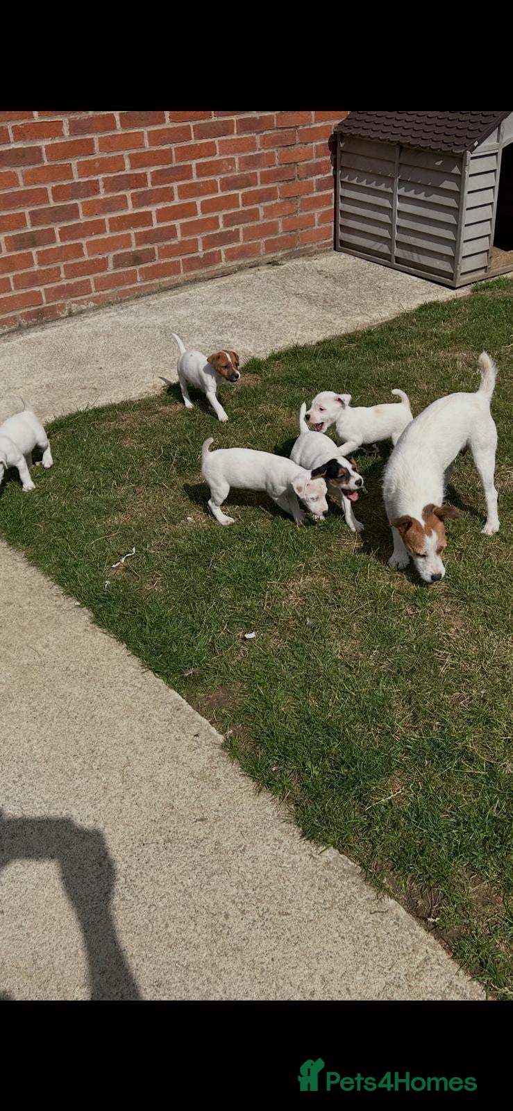 Jack Russell dogs Jack Russell Puppies for sale  - Advert 1