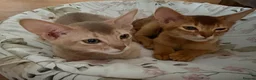 Abyssinian cats for sale: ⭐️Two Boys Abysynnian Available  - Advert 4