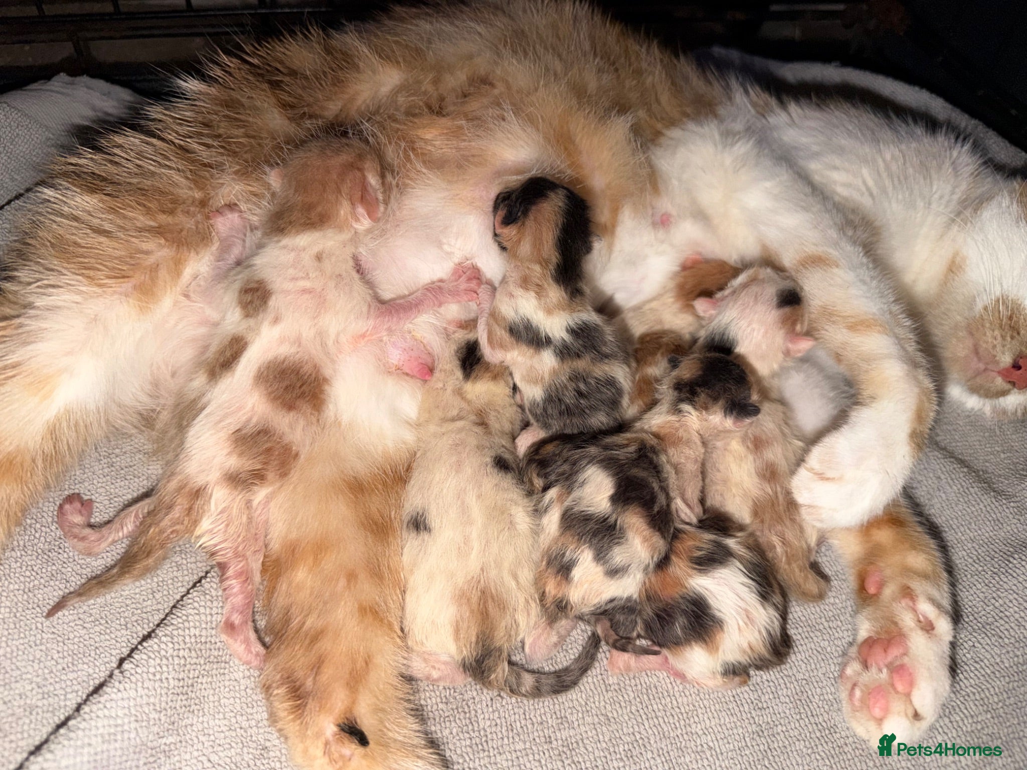 Mixed Breed cats Gorgeous litter of kittens - Advert 11
