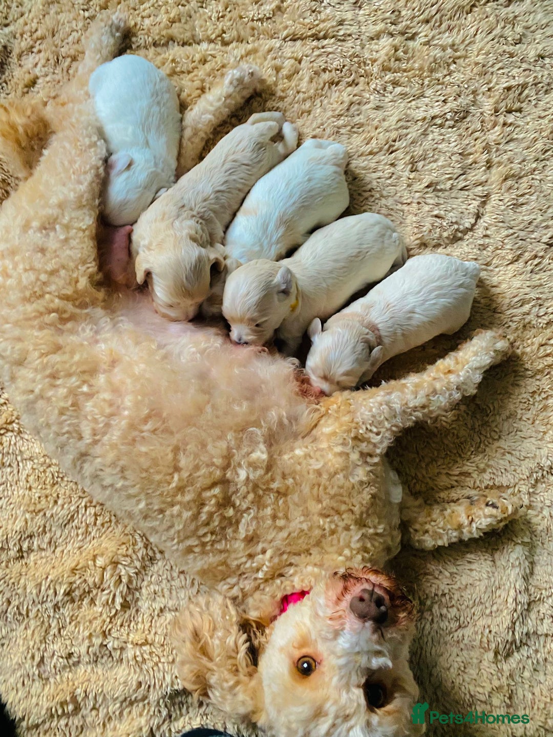 Maltipoo dogs for sale: F1 tiny adorable maltipoo  - Advert 19