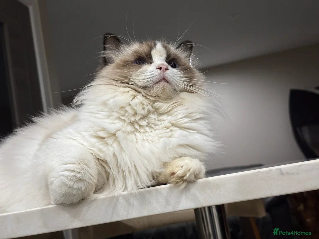 Ragdoll cats for sale: ‼️Attention please ‼️ - Advert 9