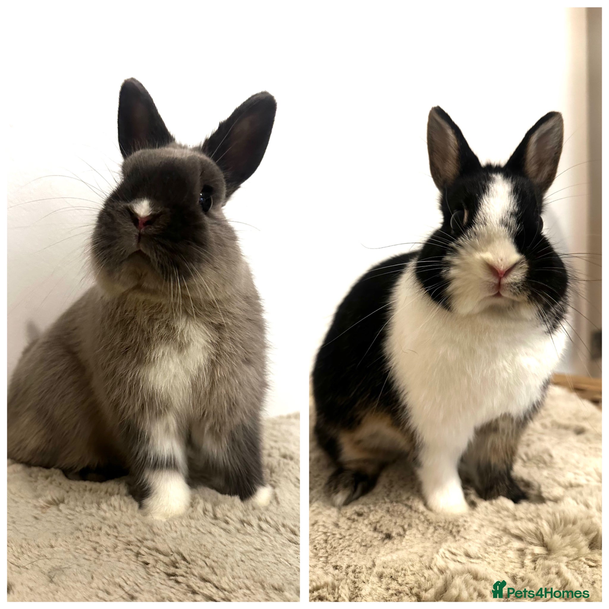 Netherland Dwarf rabbits Gorgeous Netherland dwarf  - Advert 1