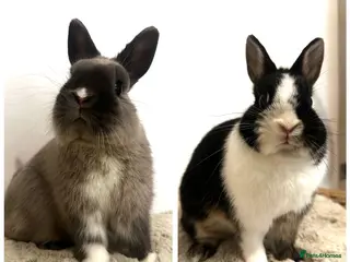 Netherland Dwarf rabbits Gorgeous Netherland dwarf - Advert 1