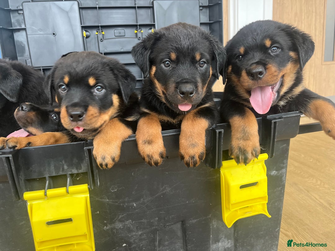 Rottweiler dogs for sale: X1 female rottweiler puppy left! 8 weeks old today in Evesham - Image 2
