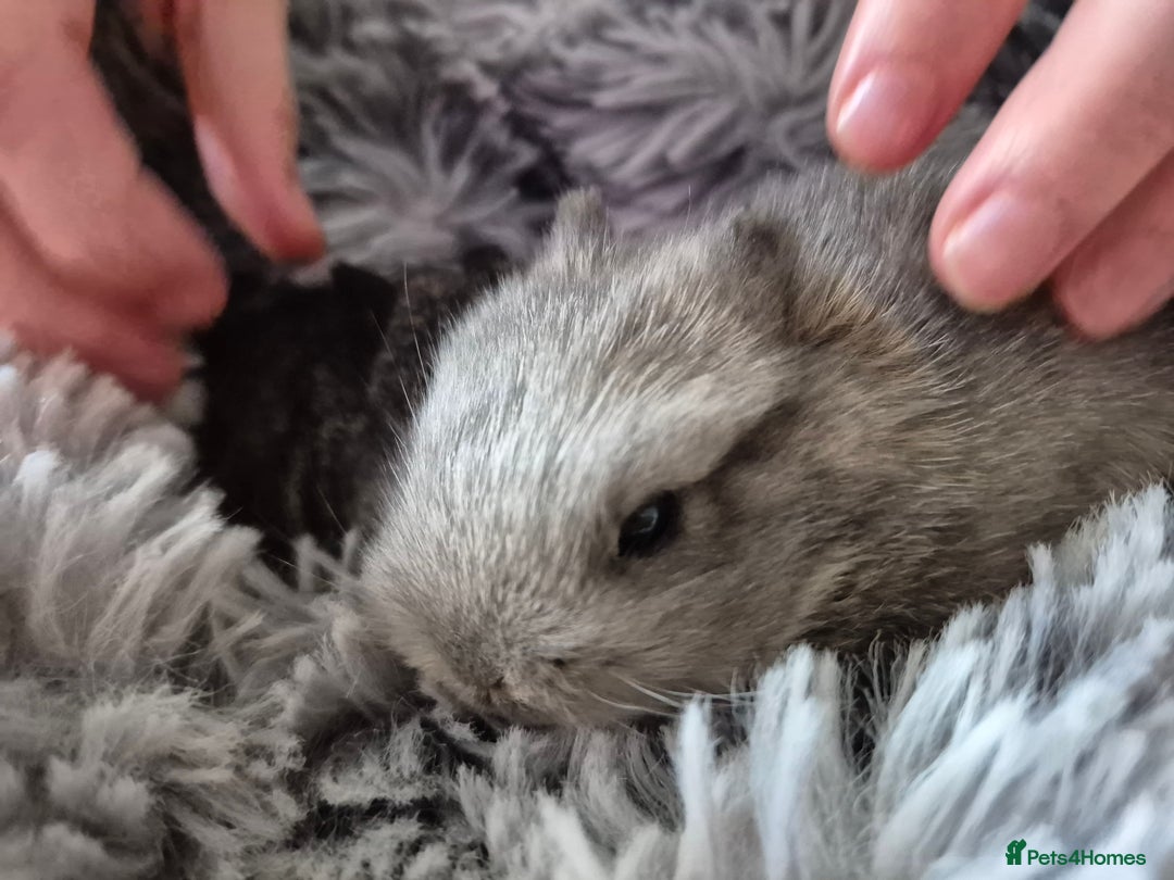 Mini Lion Lop rabbits for sale:  Female Mini lop  ready  **  - Advert 4