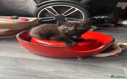 Ragdoll cats for sale: ragdoll X kittens - Image 8