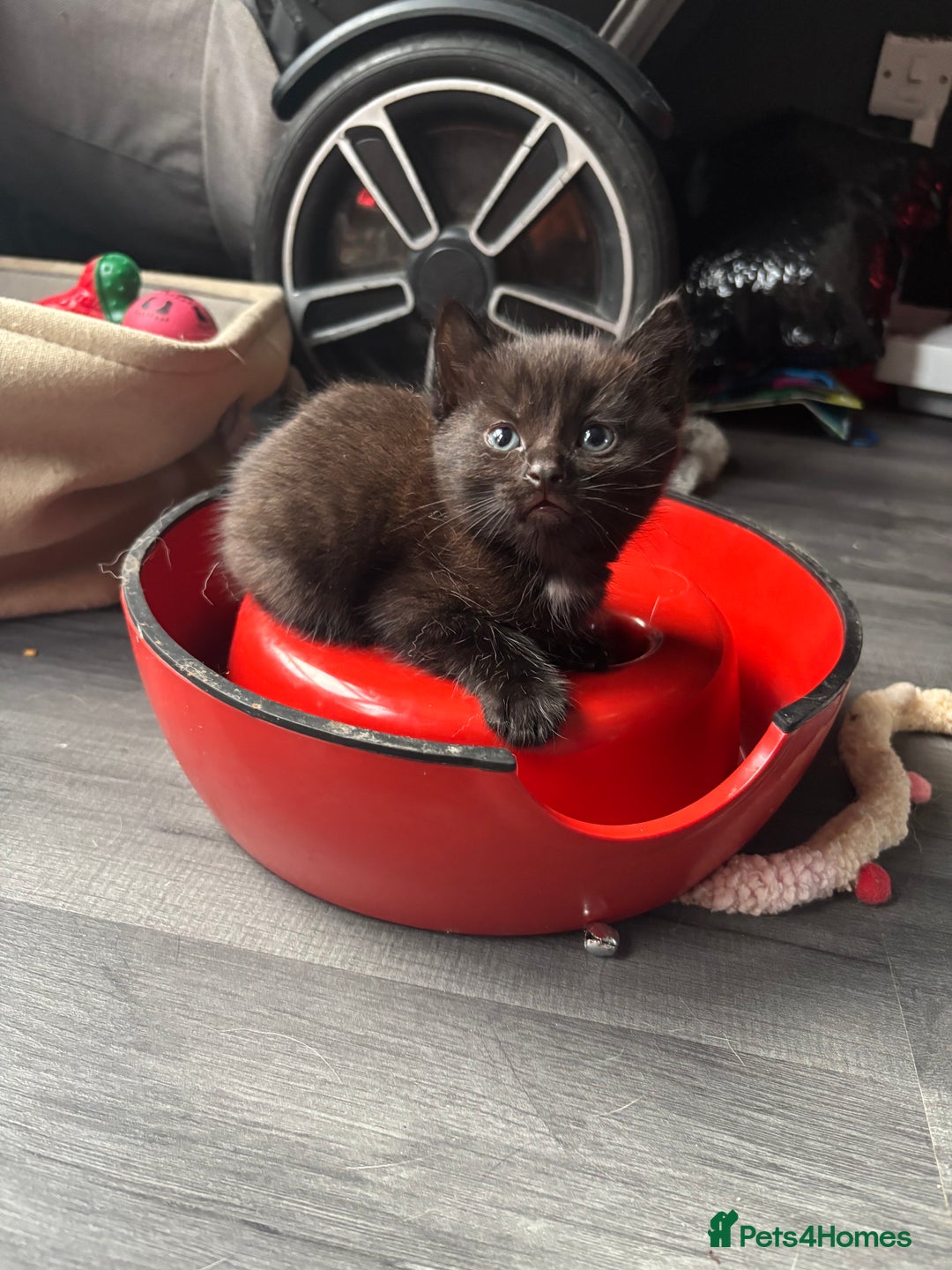 Ragdoll cats for sale: ragdoll X kittens - Image 8