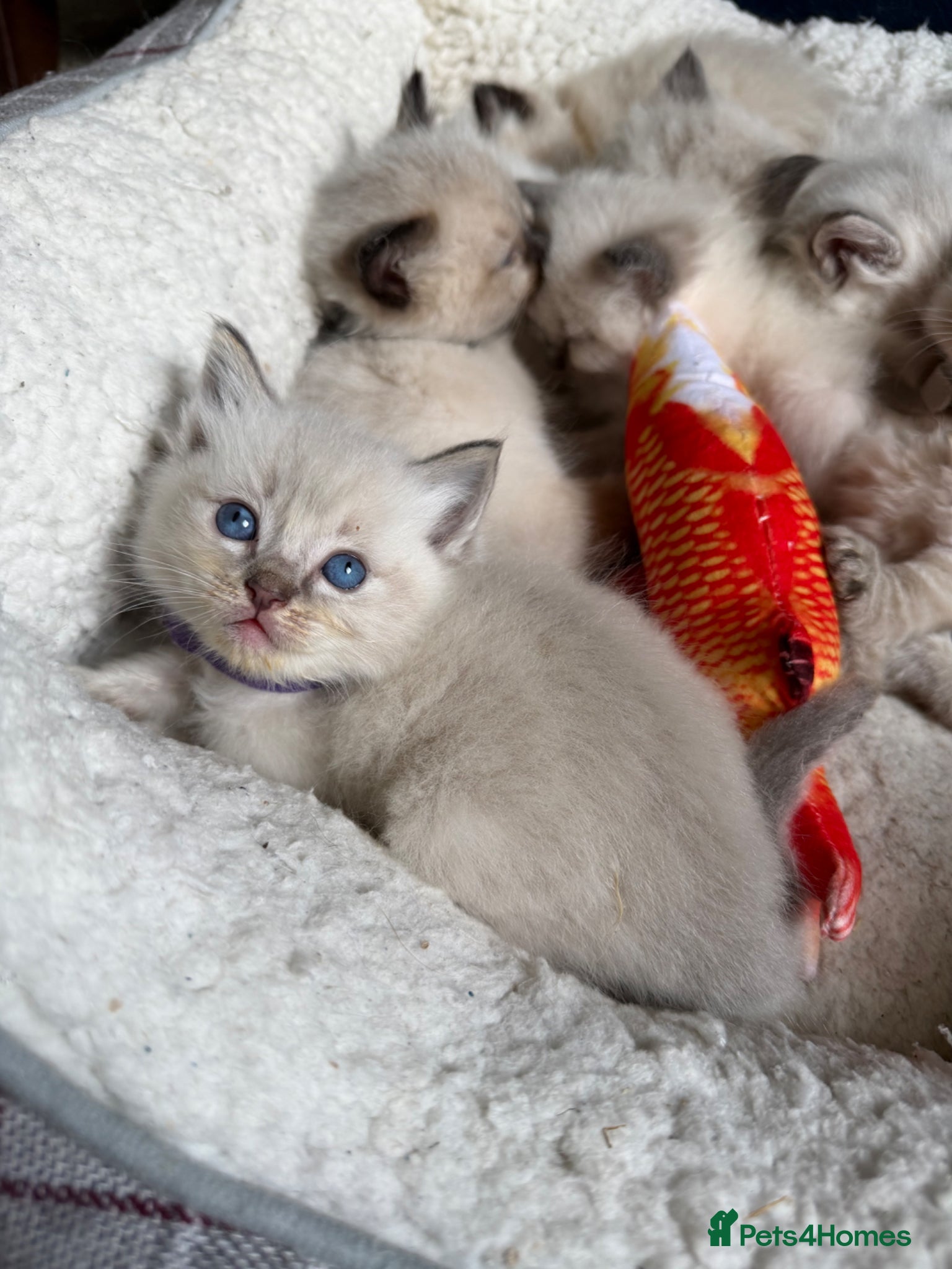 Ragdoll cats Stunning ragdoll kittens fully vet checked!  - Advert 2