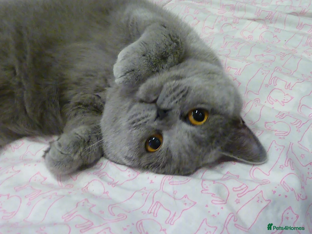 British Shorthair cats for sale: British Shorthair Blue Female Girl - Advert 2