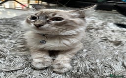 Ragdoll cats for sale: Ragdoll Lynx Blue point male - Image 2