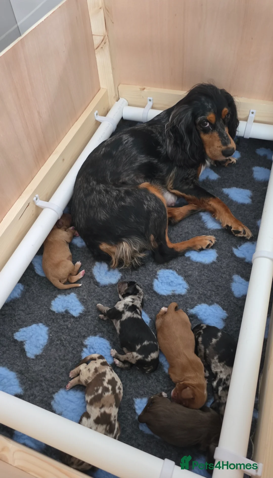 Cocker Spaniel dogs for sale: Beautiful Working Cocker Spaniels - Advert 2