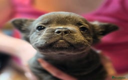 French Bulldog dogs for sale: Fluffy French Bulldog Puppies  - Image 8