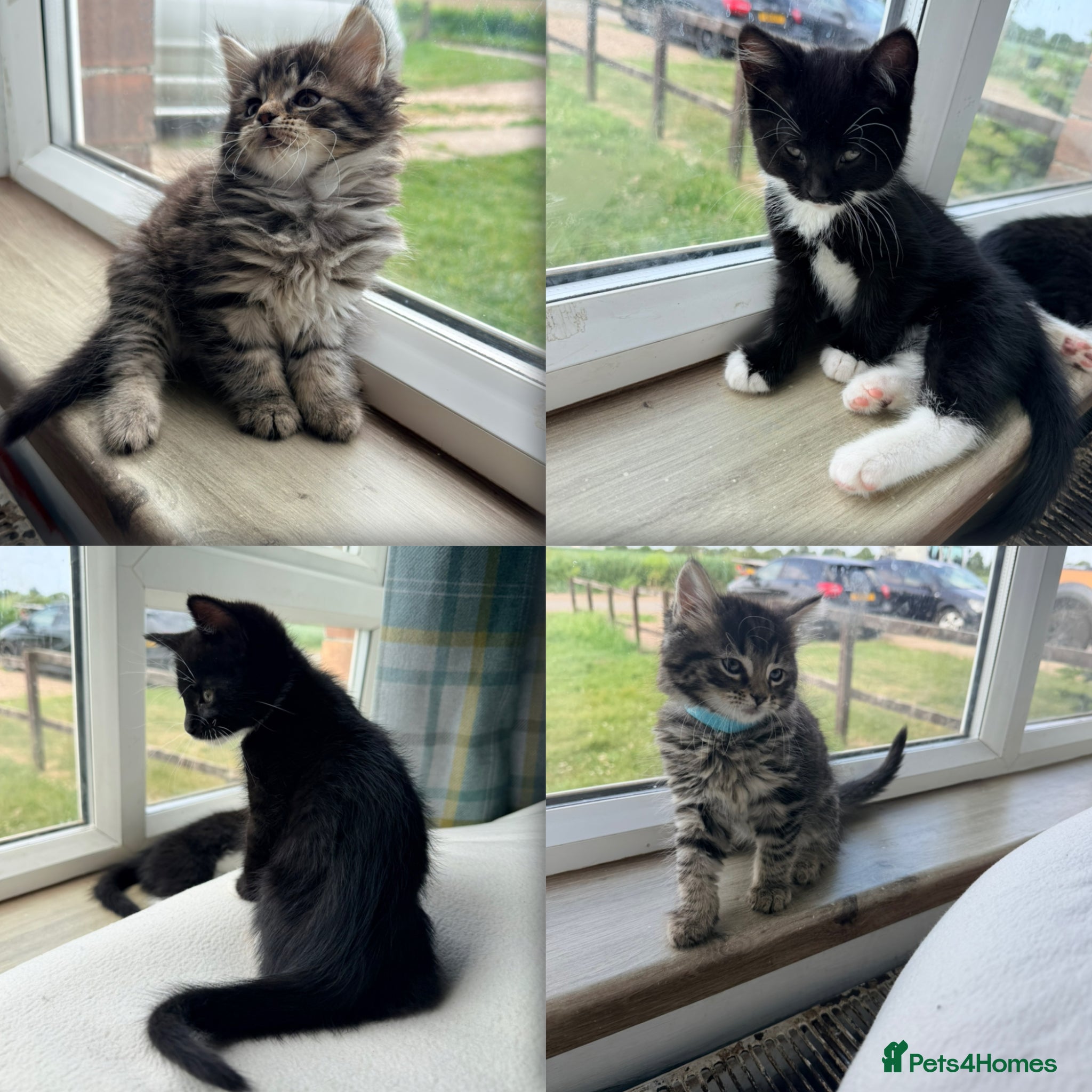 Maine Coon cats Mainecoon X Bombay X Tabby - Advert 13