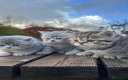 British Shorthair cats for sale: British Shorthair kittens  - Image 19