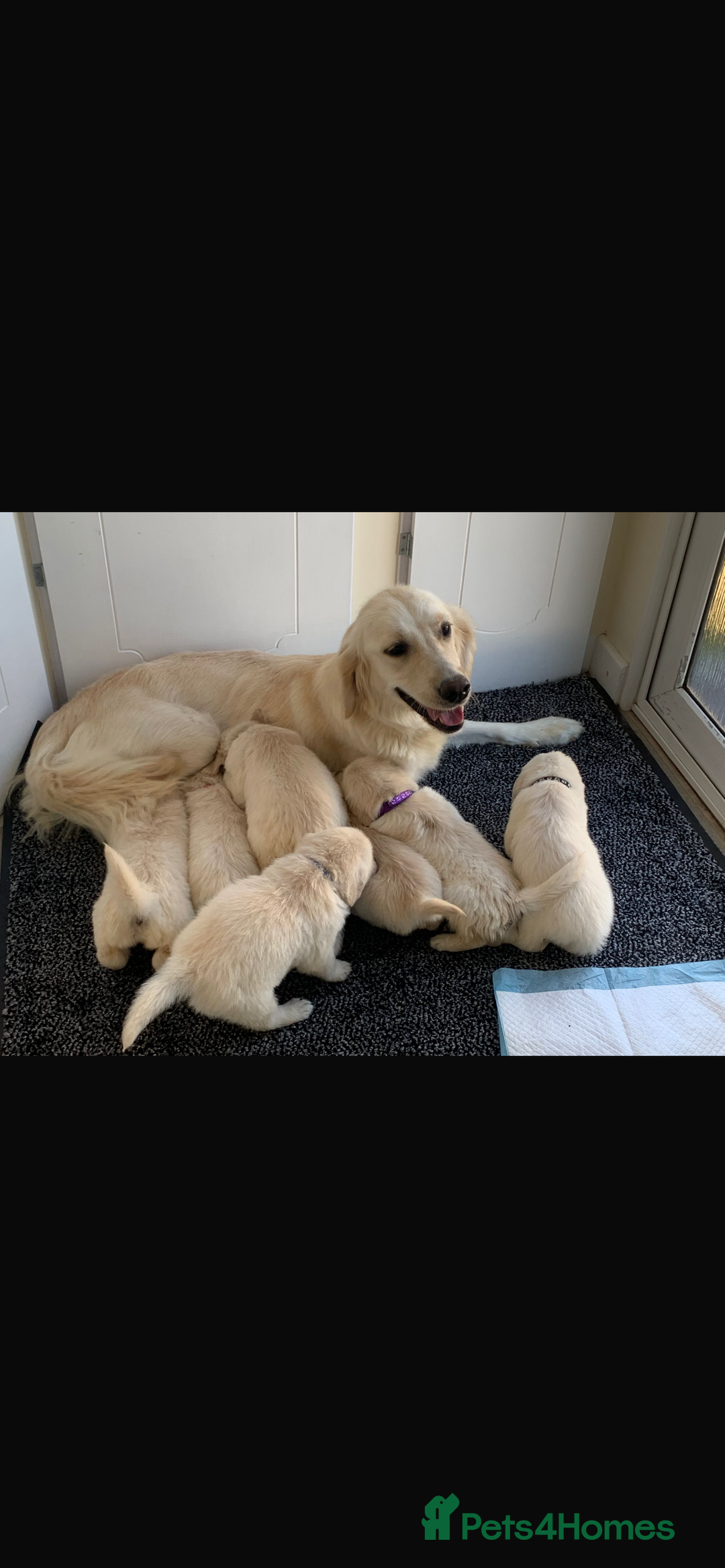 Golden Retriever dogs for sale: Fabulous golden retriever puppies  - Image 1