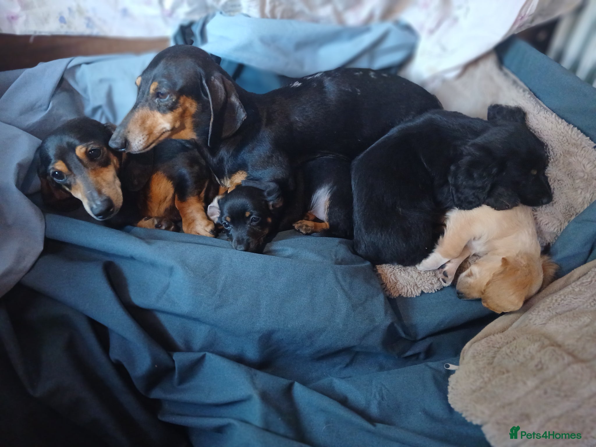 Dachshund dogs for sale: Daschounds LONG AND SHORT HAIRED  - Advert 4
