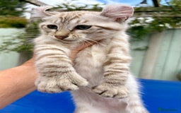 Keetso cats for sale: Super snow leopard girl  - Image 19