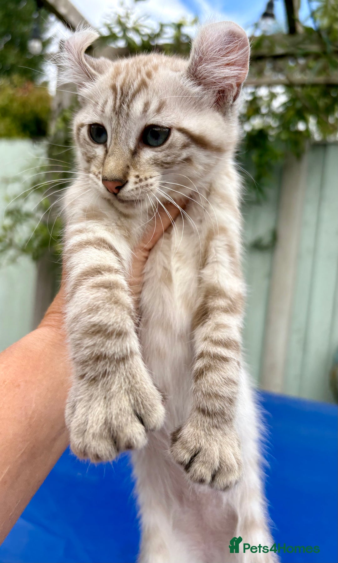 Keetso cats for sale: Super snow leopard girl  - Image 19