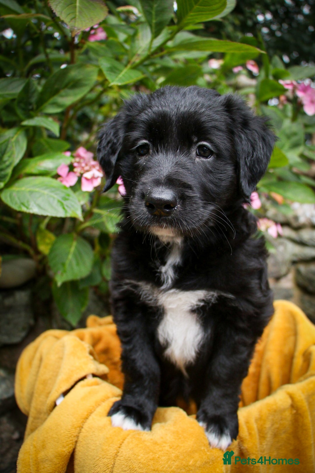 Mixed Breed dogs for sale: 3 x Border collie cross retriever pups - Image 22