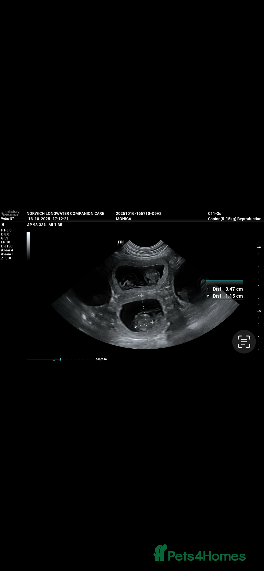 Boxer dogs for sale: Beautiful Boxer Puppies – Due Mid-November - Image 2